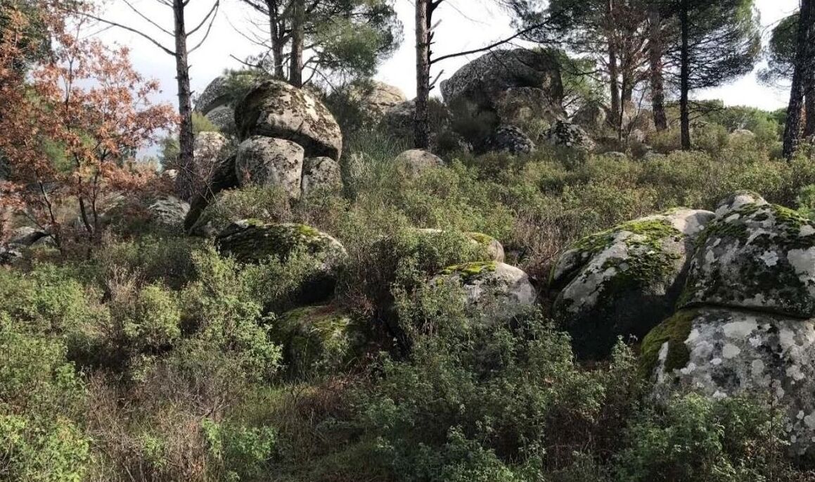 Bergama’nın "Fıstık Cenneti" yeni tehdit altında