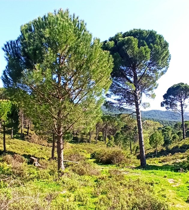 C25A52Fb 1E15 4309 9D8E 33F8264118Bb