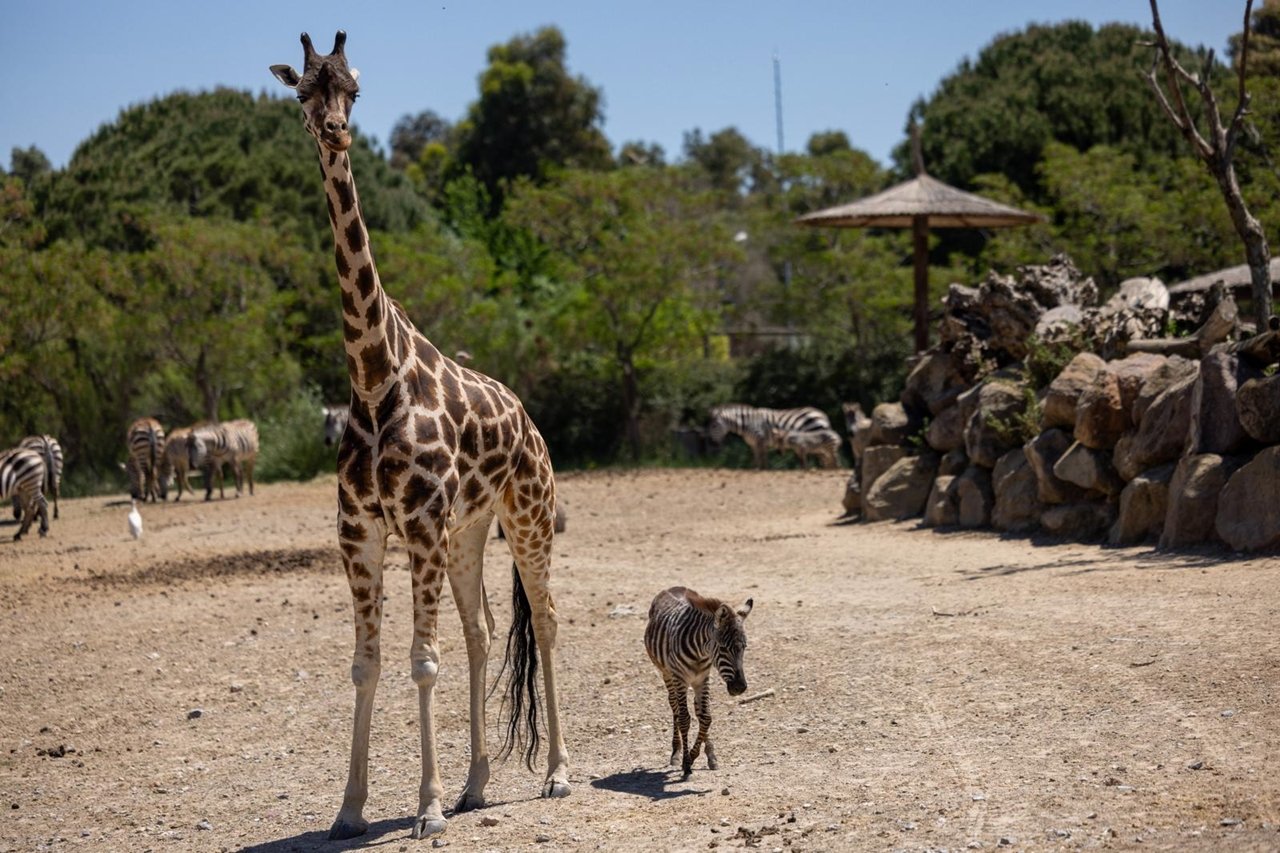 Öksüz kalan küçük zebraya yeni aile