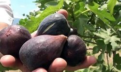 Bergama yeni incir çeşidi ile ABD'ye rakip oluyor!