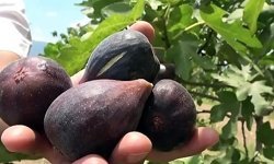 Bergama'nın yeni ihraç yıldızı: "Siyah Orak  İnciri"