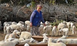 Bergama’da alarm: 16 köy karantinaya alındı!