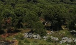 Kozak'a dinamite Bakanlık onayı! 4 bin ağaç kesilecek...