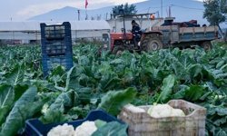 Bergama Üreticiler Birliği ‘durum vahim’ dedi