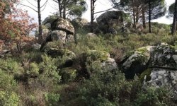 Bergama’nın "Fıstık Cenneti" yeni tehdit altında