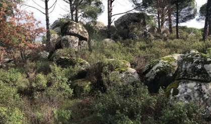 Bergama’nın "Fıstık Cenneti" yeni tehdit altında