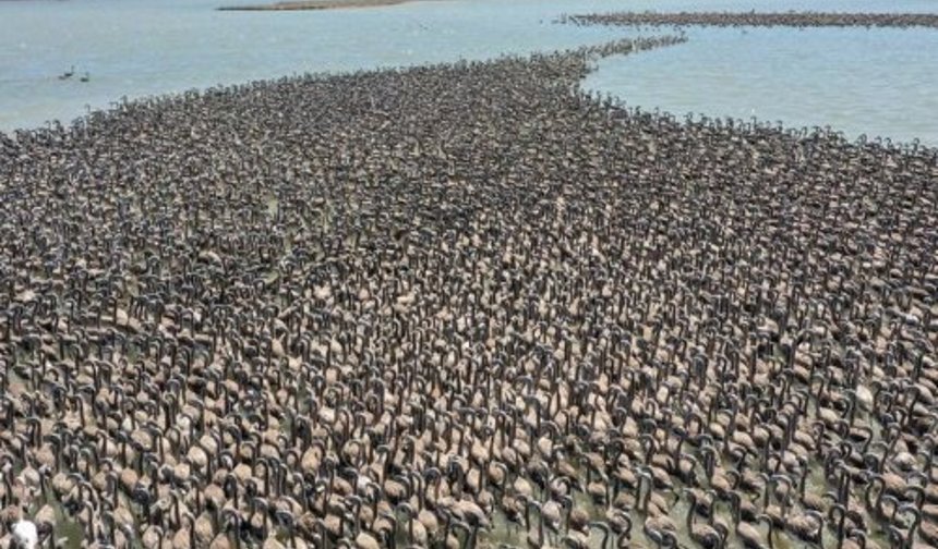 İzmir Kuş Cenneti’nde Muhteşem Olay!