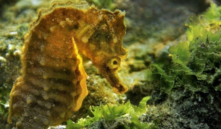 İzmir Körfezi iyileşiyor