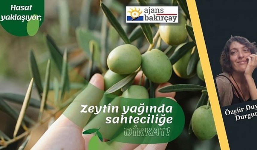 Hasat yaklaşıyor; zeytinyağında sahteciliğe dikkat!