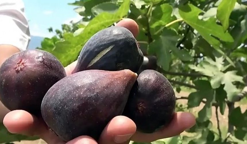 Bergama yeni incir çeşidi ile ABD'ye rakip oluyor!