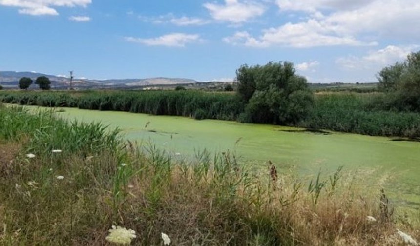 Kirlilik ve balık ölümleri ile gündeme gelen Bakırçay kurudu