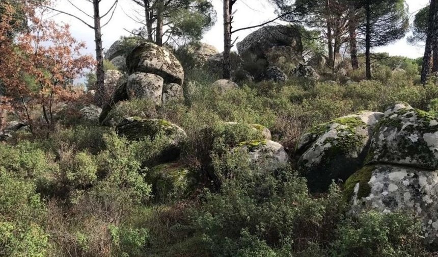 Bergama’nın "Fıstık Cenneti" yeni tehdit altında