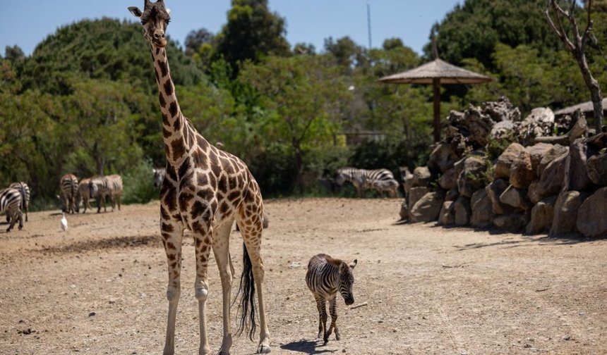 Öksüz kalan küçük zebraya yeni aile
